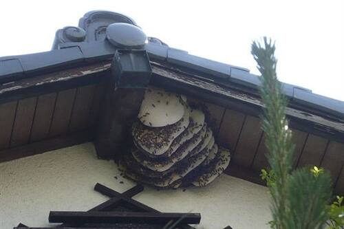 ハチの巣のせいで被害を与えた場合も補償が必要